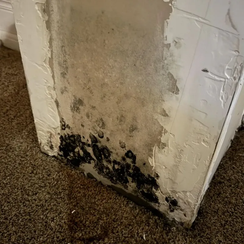 Professional Mold Removal in Dixon, KY